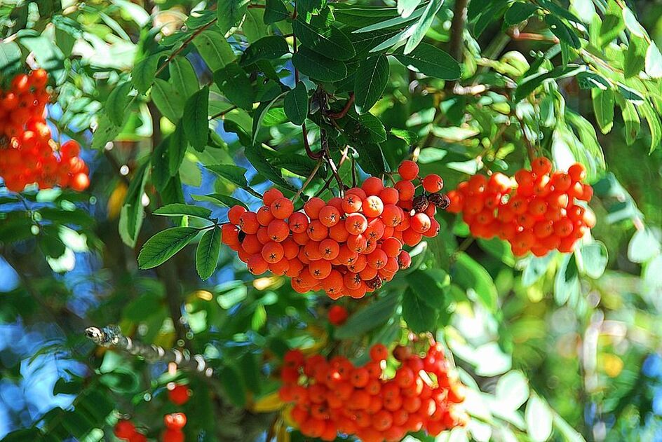 Rowan macht sich auf den Weg, um den Pilz zu bekämpfen. 